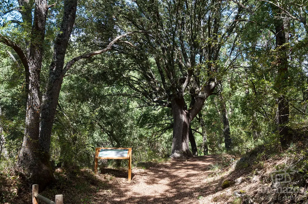 senderos cerca de guadalajara Bosque de Valdenazar