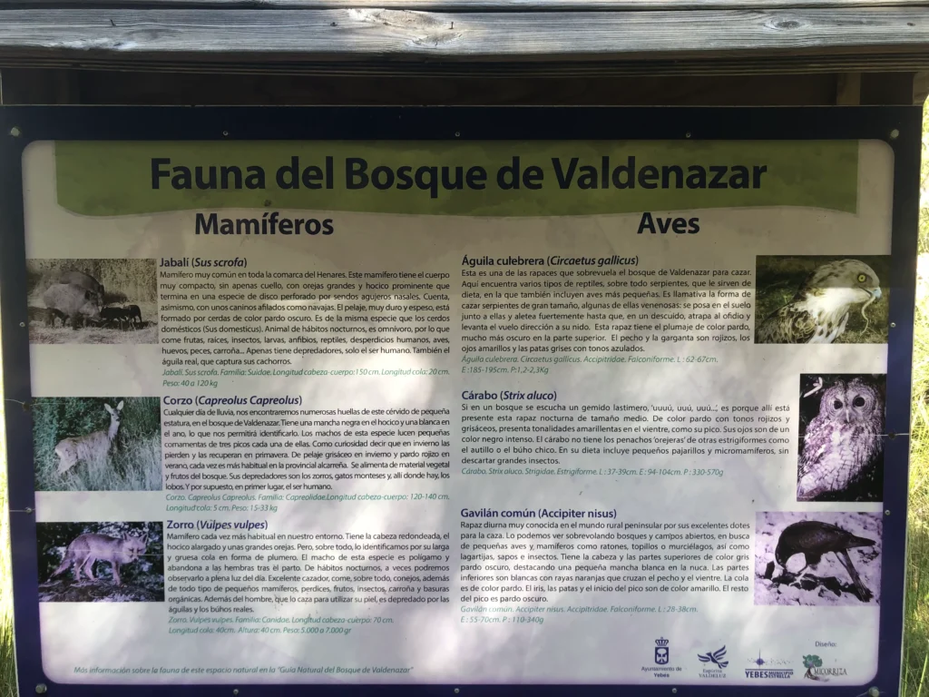 Fauna del bosque