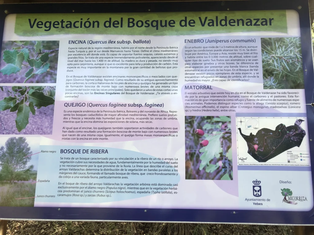 Vegetación Bosque de Valdenazar