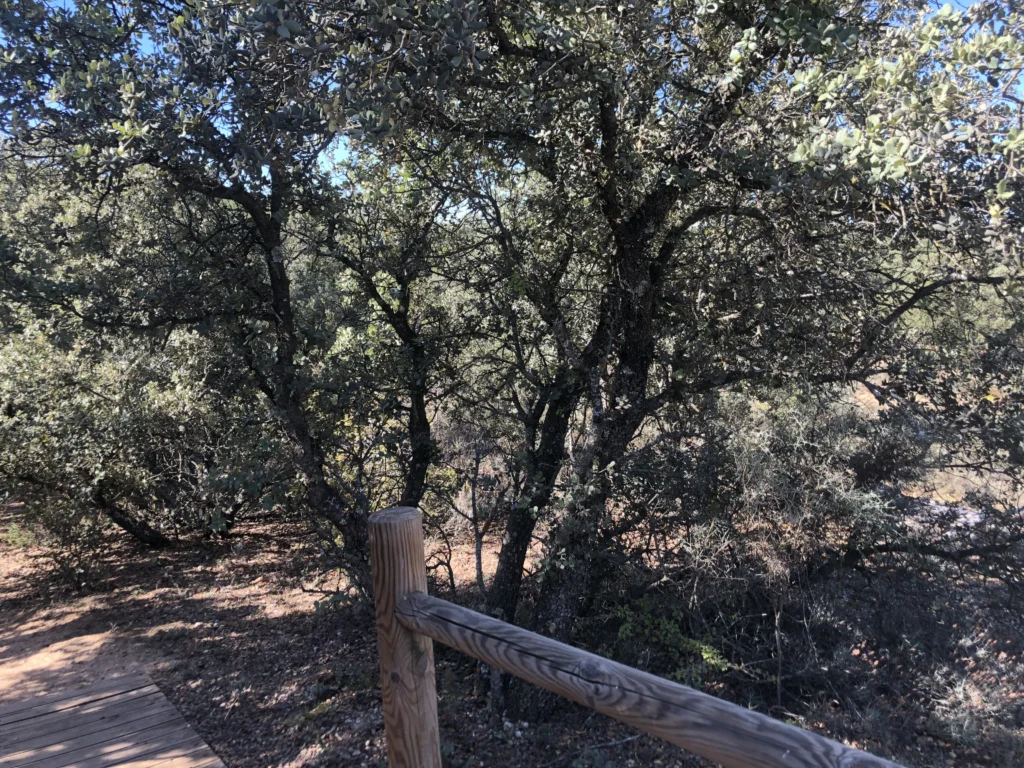 Bosque de encinas en Valdenazar