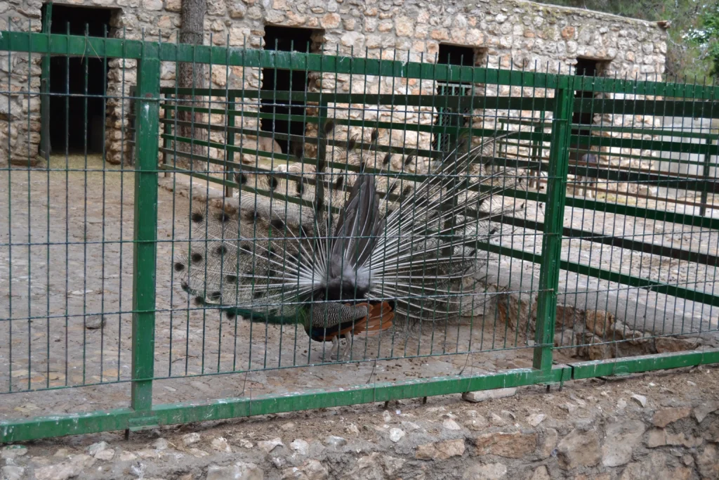 Mini zoo de Guadalajara con niños