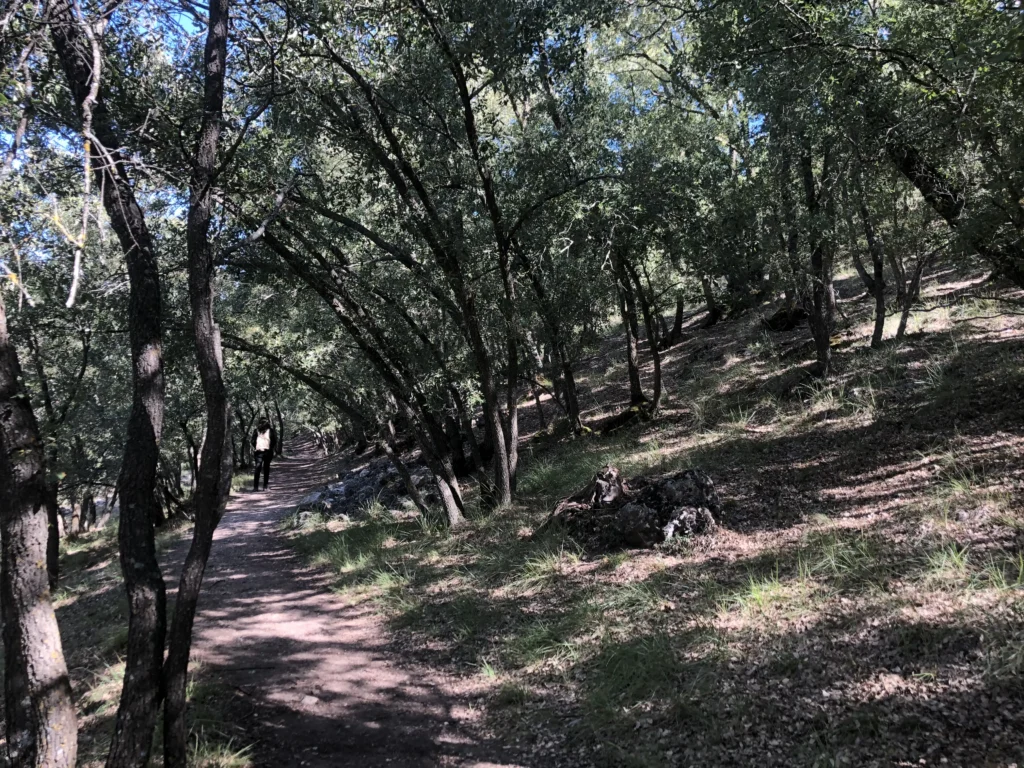 Ruta por el Bosque de Valdenazar en Yebes