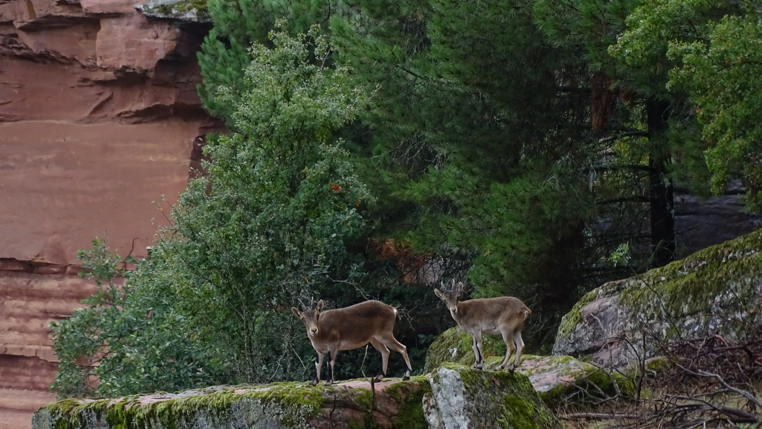 Parque Natural del Alto Tajo