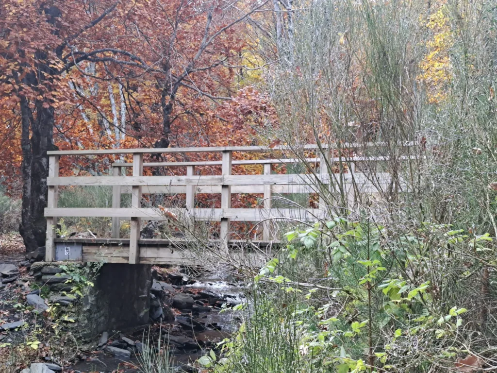 puente madera bosque Tejera Negra